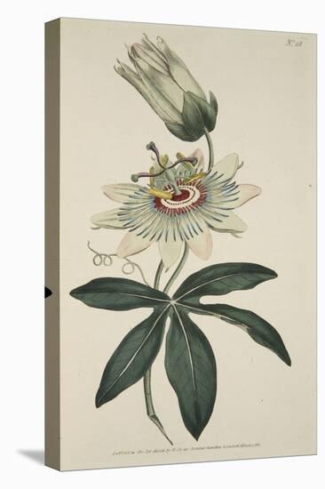 Passiflora Coerulea (Common Passion Flower), from the Botanical Magzaine or Flower Garden Displayed-English School-Premier Image Canvas