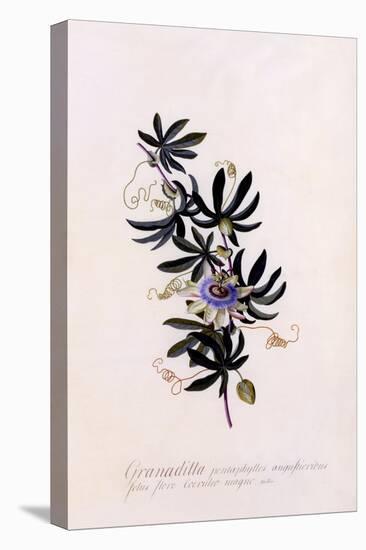 Passiflora Granadilla, C.1745-Georg Dionysius Ehret-Premier Image Canvas