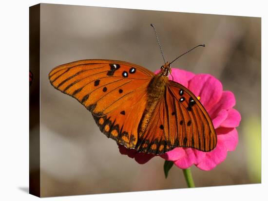 Passion Butterfly-Pat Sullivan-Premier Image Canvas