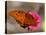 Passion Butterfly-Pat Sullivan-Premier Image Canvas