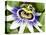 Passion Flower (Passiflora Caerulea)-Adrian Bicker-Premier Image Canvas