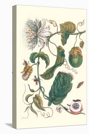 Passion Flower with Leaf-Footed Plant Bug-Maria Sibylla Merian-Stretched Canvas