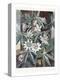 Passion Flowers-Robert John Thornton-Premier Image Canvas