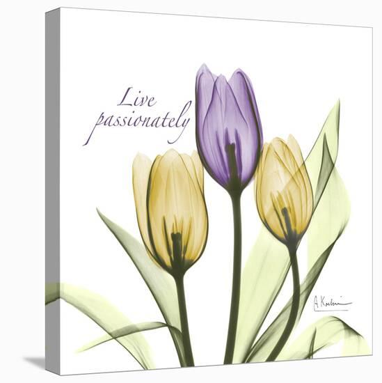 Passionately Tulip-Albert Koetsier-Stretched Canvas