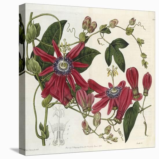 Passionflower, from 'The Botanical Register'-Sydenham Teast and John Edwards and Lyndley-Premier Image Canvas