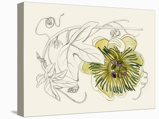 Passionflower II-Melissa Wang-Stretched Canvas