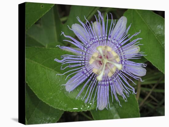 Passionflower, passiflora incarnata, Florida-Maresa Pryor-Premier Image Canvas