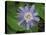 Passionflower, passiflora incarnata, Florida-Maresa Pryor-Premier Image Canvas