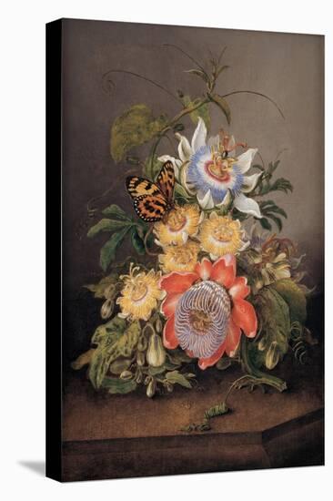 Passionflowers, 1812-Ferdinand Bauer-Premier Image Canvas