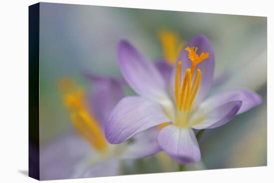 Pastel Crocus-Heidi Westum-Premier Image Canvas