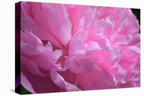 Pastel Peony-Michelle Calkins-Stretched Canvas