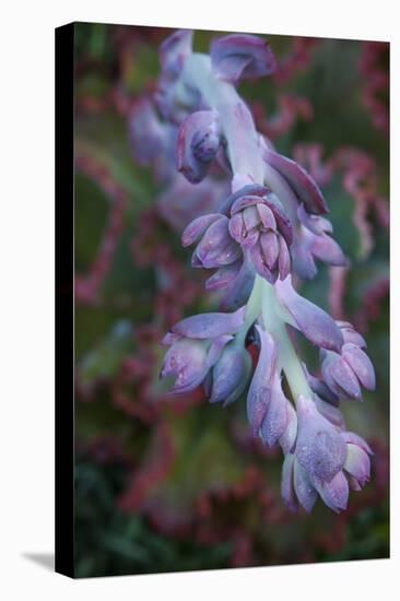 Pastel Shades of Purple in a Topside View of Echeveria Blooms-Michael Qualls-Premier Image Canvas