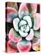 Pastel Succulent Beauty V-Irena Orlov-Premier Image Canvas