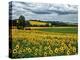 Pastoral Countryside IV-Colby Chester-Premier Image Canvas