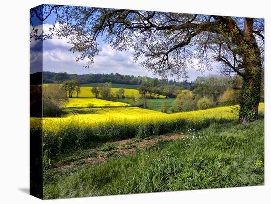 Pastoral Countryside XIV-Colby Chester-Premier Image Canvas