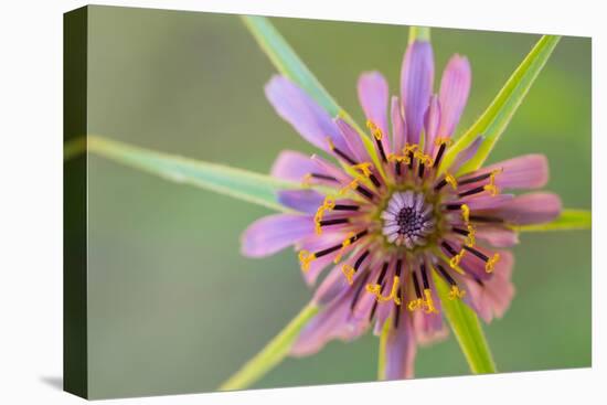 Pasture goatsbeard flower, Cyprus-Edwin Giesbers-Premier Image Canvas