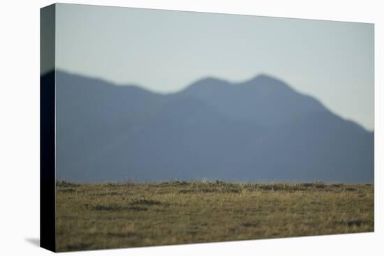 Pasture Land-DLILLC-Premier Image Canvas