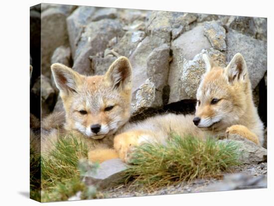 Patagonia Fox, Torres del Paine National Park, Chile-Gavriel Jecan-Premier Image Canvas