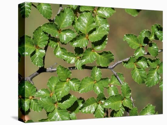 Patagonia, Los Glaciares National Park, Southern Beech Leaves, Argentina-John Warburton-lee-Premier Image Canvas