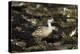 Patagonian Crested Duck-Joe McDonald-Premier Image Canvas