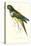 Patagonian Parakeet Macaw - Cyanoliseus Patagonus-Edward Lear-Stretched Canvas