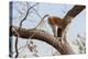 Patas monkey on a tree branch at roadside, The Gambia-Bernard Castelein-Premier Image Canvas