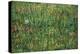 Patch of Grass by Van Gogh-Vincent van Gogh-Stretched Canvas