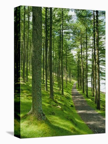 Path and Sunlight Through Pine Trees, Burtness Wood, Near Buttermere, Cumbria, England-Neale Clarke-Premier Image Canvas