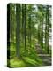 Path and Sunlight Through Pine Trees, Burtness Wood, Near Buttermere, Cumbria, England-Neale Clarke-Premier Image Canvas