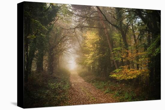 Path in Autumn Forest-Philippe Manguin-Premier Image Canvas
