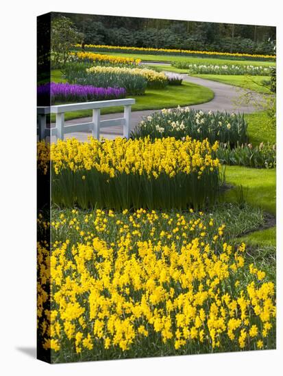 Path in Daffodil Garden-Anna Miller-Premier Image Canvas