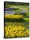 Path in Daffodil Garden-Anna Miller-Premier Image Canvas