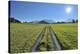 Path in meadow with sun, Gerold, Werdenfelser Land, Upper Bavaria, Bavaria, Germany-Raimund Linke-Premier Image Canvas