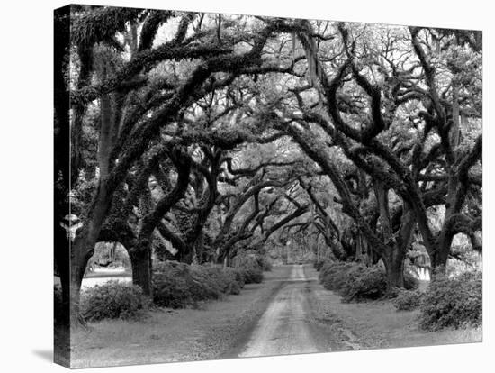 Path In The Oaks #2, Louisiana-Monte Nagler-Premier Image Canvas