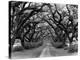 Path In The Oaks #2, Louisiana-Monte Nagler-Premier Image Canvas