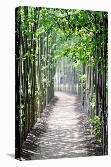 Path in the Woods-George Oze-Premier Image Canvas