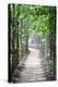 Path in the Woods-George Oze-Premier Image Canvas