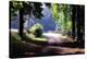 Path Into the Woods, Burgandy, France ‘99-Monte Nagler-Stretched Canvas