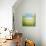 Path of Daisies-Sandy Dooley-Stretched Canvas displayed on a wall