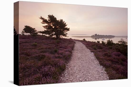 Path Running Through Common Heather, with Brownsea Island, Arne Rspb, Dorset, England, UK-Ross Hoddinott-Premier Image Canvas