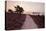 Path Running Through Common Heather, with Brownsea Island, Arne Rspb, Dorset, England, UK-Ross Hoddinott-Premier Image Canvas