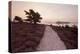 Path Running Through Common Heather, with Brownsea Island, Arne Rspb, Dorset, England, UK-Ross Hoddinott-Premier Image Canvas