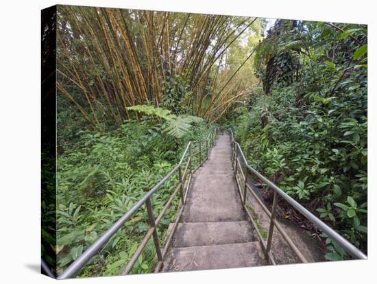 Path Through Bamboo Forest, Akaka Falls State Park, Hawaii, USA-Rob Tilley-Premier Image Canvas