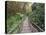 Path Through Bamboo Forest, Akaka Falls State Park, Hawaii, USA-Rob Tilley-Premier Image Canvas