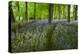 Path Through Bluebell Wood, Chipping Campden, Cotswolds, Gloucestershire, England-Stuart Black-Premier Image Canvas