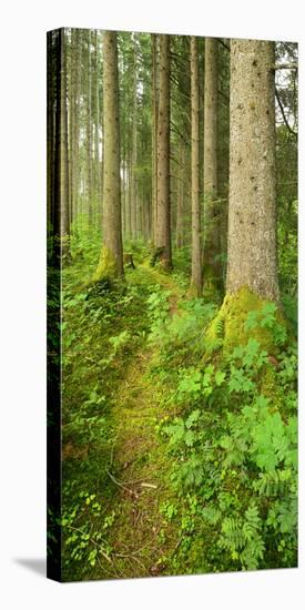 Path Through Nearly Natural Spruce Forest, Ammergau Alps, Saulgrub, Bavaria, Germany-Andreas Vitting-Premier Image Canvas