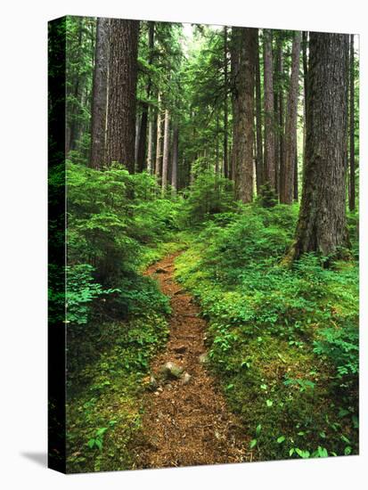 Path Through Old-Growth Rainforest, Olympic National Park, Washington, USA-Adam Jones-Premier Image Canvas