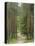 Path Through Pine Forest, Near Riga, Latvia, Baltic States, Europe-Gary Cook-Premier Image Canvas