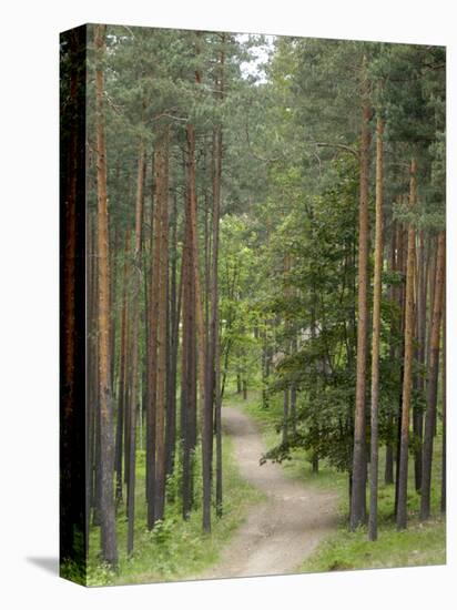 Path Through Pine Forest, Near Riga, Latvia, Baltic States, Europe-Gary Cook-Premier Image Canvas