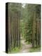 Path Through Pine Forest, Near Riga, Latvia, Baltic States, Europe-Gary Cook-Premier Image Canvas